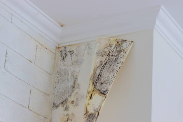 Best Emergency Mold Remediation  in Blue Ridge, AL